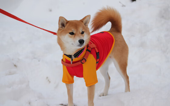 体育专项硕士招生人数逐年上升，体育专项硕士招生人数逐年上升的原因