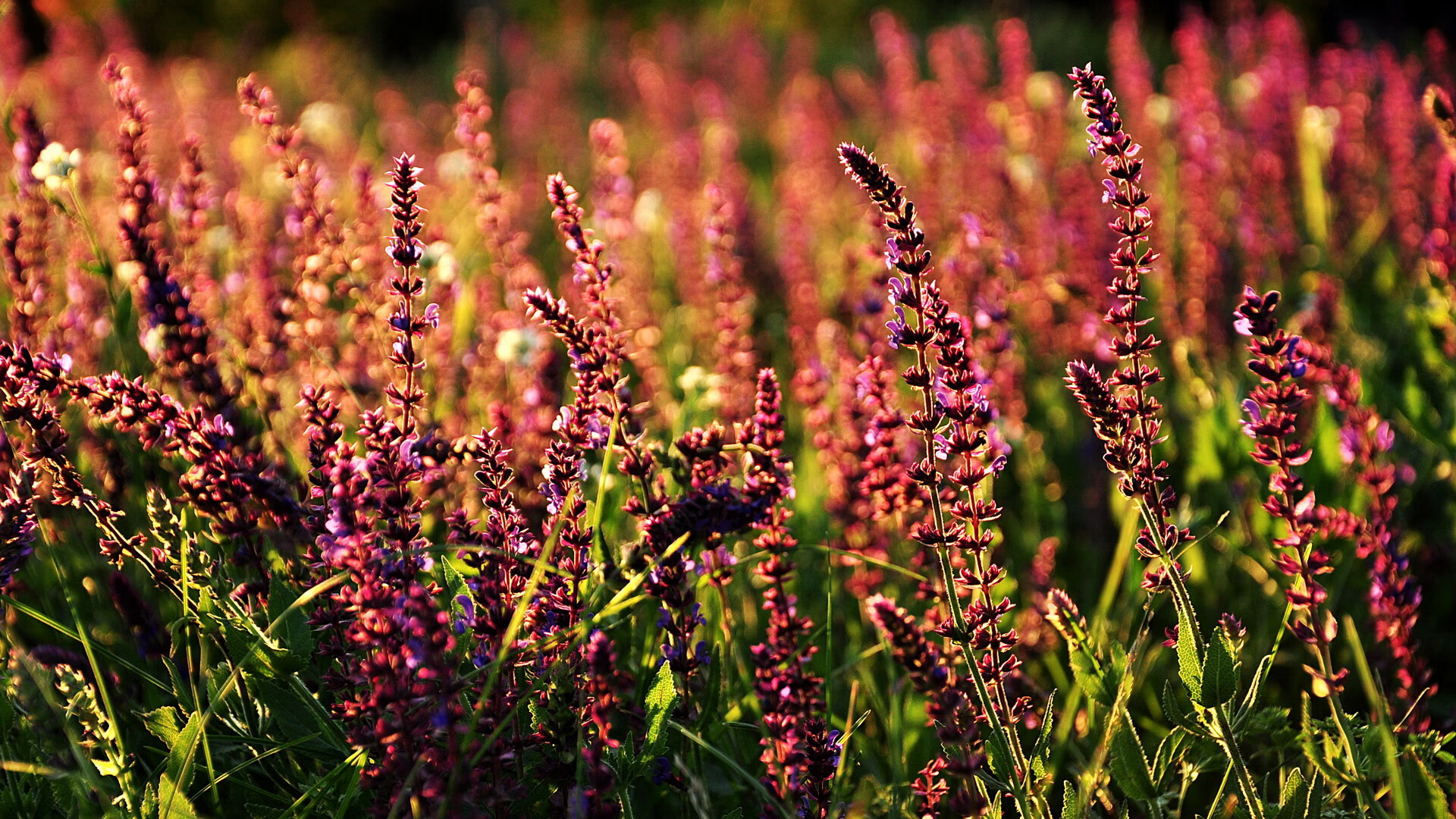 德甲攻势如火：每一次精彩都令人屏息，德甲强吗