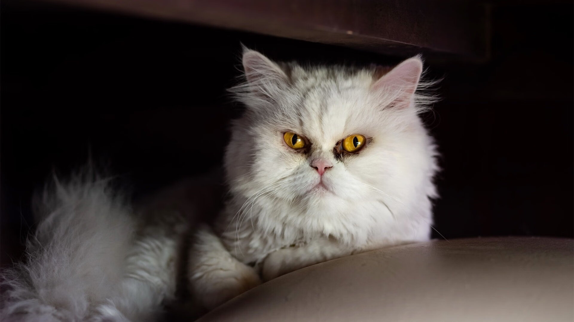 查默斯冲线瞬间引爆全场欢呼，查默斯港